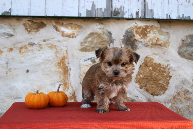 puppy, for, sale, Morkie, Matthew B. Stoltzfus, dog, breeder, Gap, PA, dog-breeder, puppy-for-sale, forsale, nearby, find, puppyfind, locator, puppylocator, aca